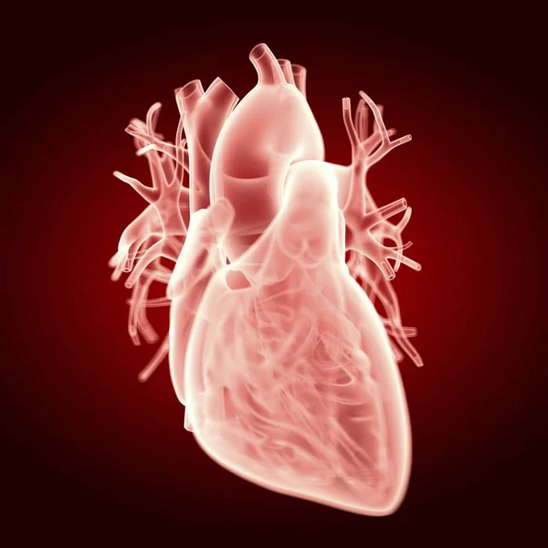 Ілюстрація Прозорого Силуету Людського Серця — стокове фото