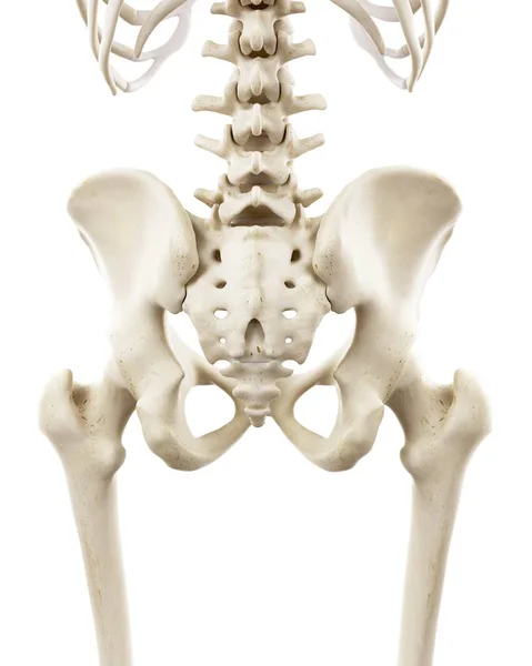 Illustration Human Hips Bones White Background — Stock Photo, Image