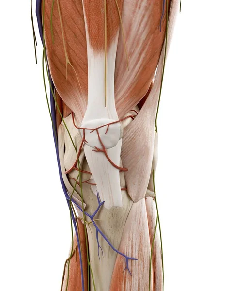 Ilustracja Anatomii Kolana Ludzki Białym Tle — Zdjęcie stockowe