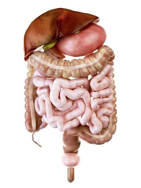 Ilustración Del Sistema Digestivo Humano Sobre Fondo Blanco —  Fotos de Stock