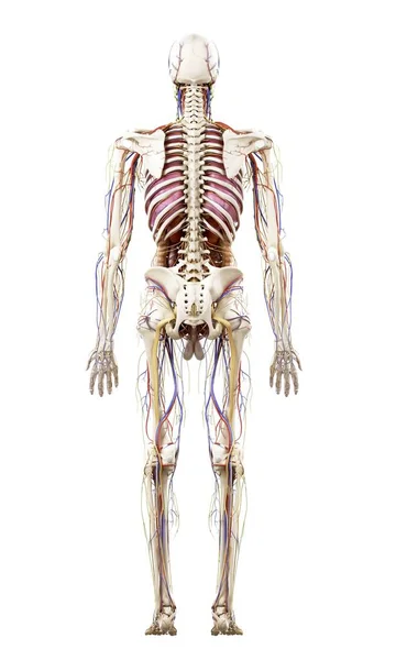Ilustração Anatomia Humana Sobre Fundo Branco — Fotografia de Stock