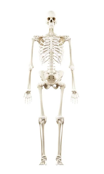 Abbildung Des Menschlichen Skeletts Auf Weißem Hintergrund — Stockfoto