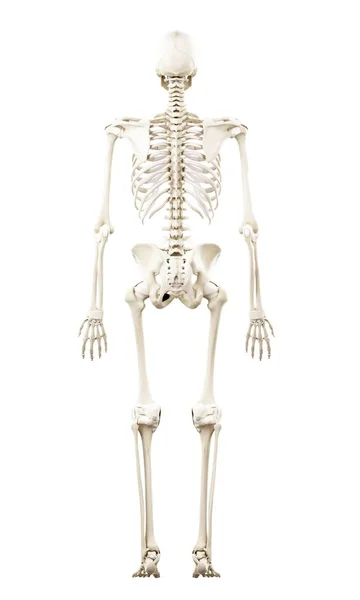 바탕에 보기에 인간의 해골의 — 스톡 사진