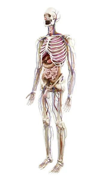 Иллюстрация Анатомии Человека Белом Фоне — стоковое фото
