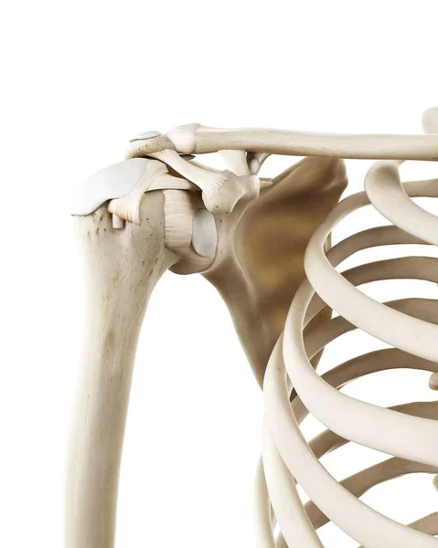 Illustration Human Shoulder Bones White Background — Stock Photo, Image