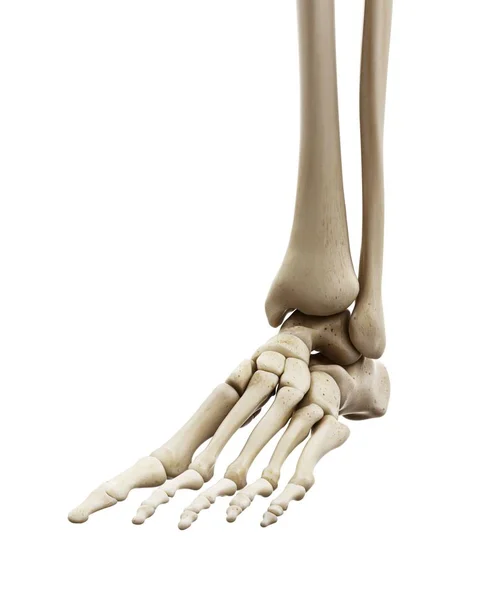 Εικονογράφηση Από Ανθρώπινο Πόδι Οστά Λευκό Φόντο — Φωτογραφία Αρχείου