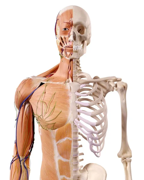 Ilustración Músculos Esqueletos Cuerpo Humano — Foto de Stock