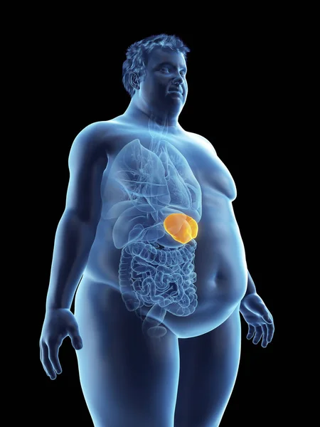 肥胖人剪影的例证与可看见的脾脏 — 图库照片