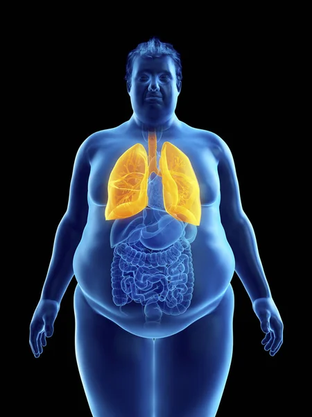 肥胖人的剪影的例证与可看见的肺 — 图库照片