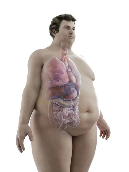 보이는 장기와 뚱뚱한 남자의 그림의 — 스톡 사진