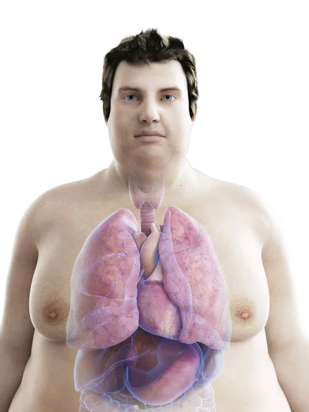 Illustration Figure Obese Man Visible Organs — Stock Photo, Image