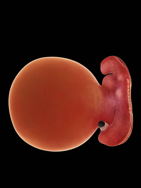 Illustratie Van Menselijke Foetus Week Zwarte Achtergrond — Stockfoto