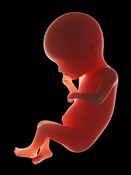人类胎儿的例证在第19星期在黑色背景 — 图库照片