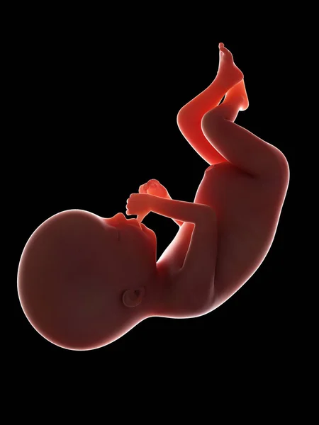 人胎儿的例证在第20星期在黑色背景 — 图库照片