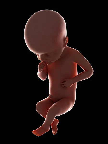 Illustration Human Fetus Week Black Background — Stock Photo, Image