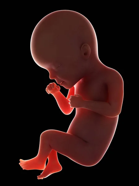 人胎儿的例证在第27周在黑色背景 — 图库照片
