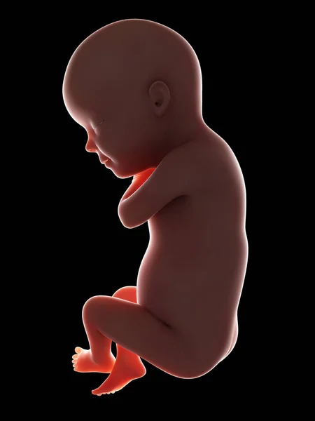 Illustratie Van Menselijke Foetus Week Zwarte Achtergrond — Stockfoto