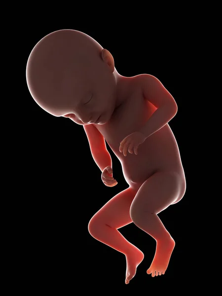 在黑色背景的第31周人类胎儿的例证 — 图库照片