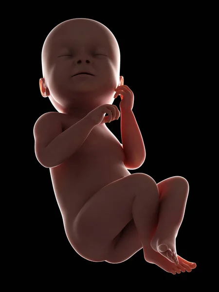 Illustratie Van Menselijke Foetus Week Zwarte Achtergrond — Stockfoto