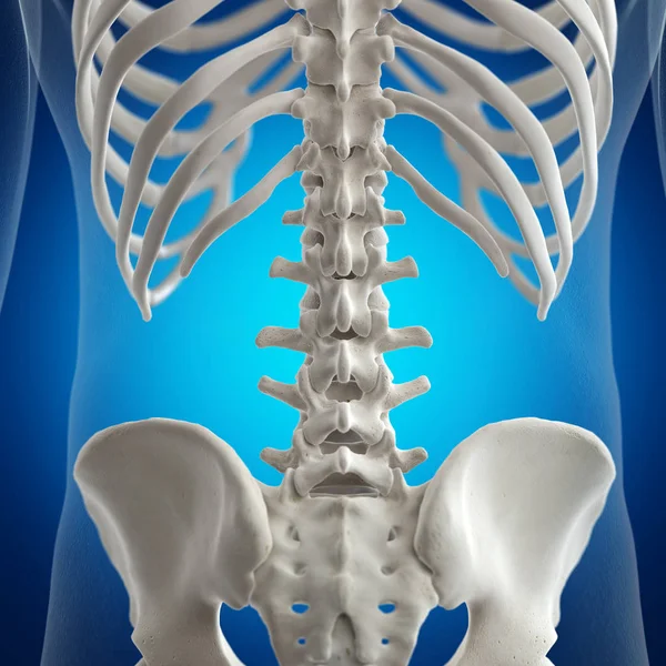 Illustration Lumbar Spine Human Skeleton Blue Background — Stock Photo, Image