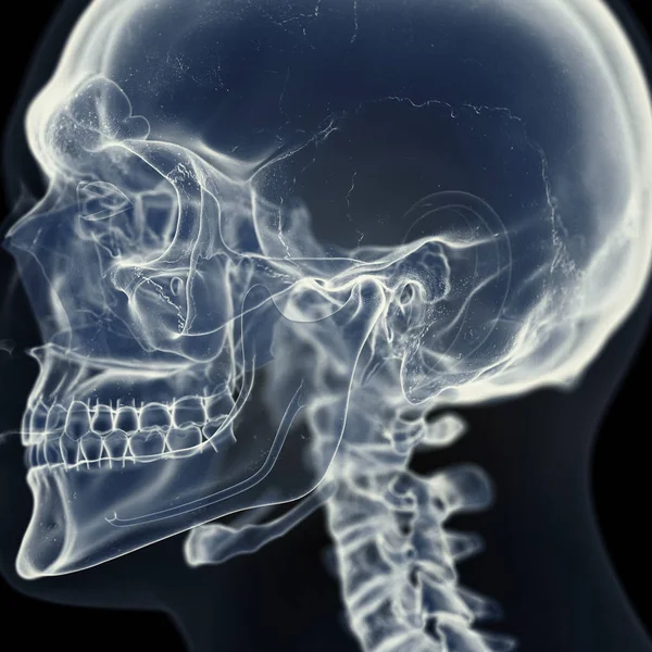 Illustratie Van Het Temporomandibulair Gewricht Het Menselijk Skelet — Stockfoto