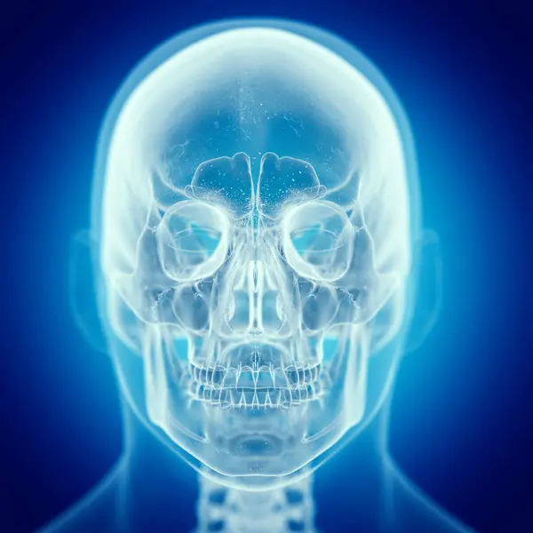 Illustration Skull Human Skeleton — Stock Photo, Image