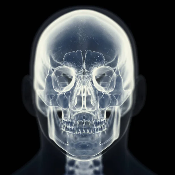 Illustration Skull Human Skeleton — Stock Photo, Image