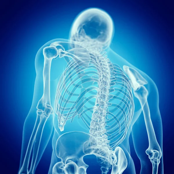 Illustration Back Bones Human Skeleton Blue Background — Stock Photo, Image