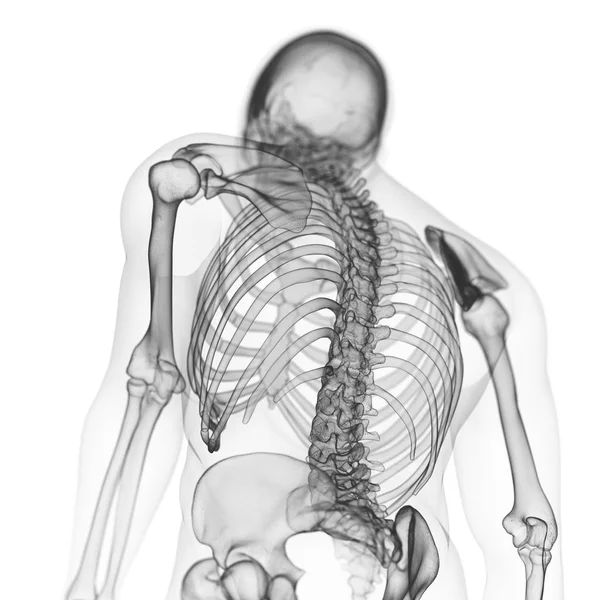 Ilustração Dos Ossos Das Costas Esqueleto Humano Sobre Fundo Branco — Fotografia de Stock