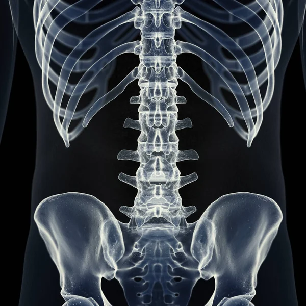 Illustration Der Lendenwirbelsäule Menschlichen Skelett — Stockfoto