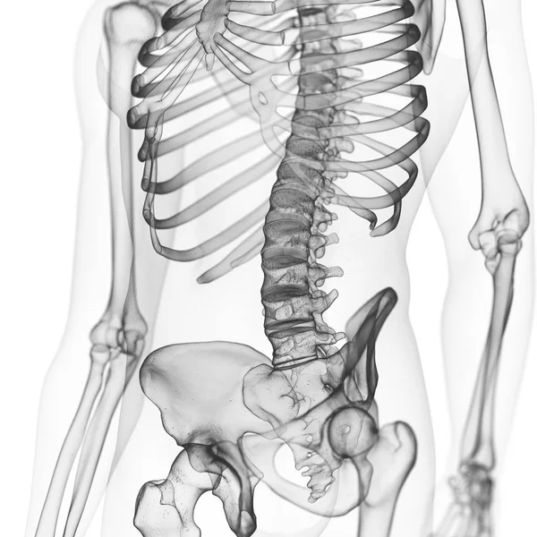 Ilustración Columna Lumbar Esqueleto Humano Sobre Fondo Blanco —  Fotos de Stock