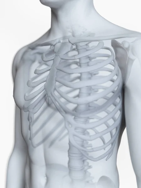 Illustration Human Male Skeleton White Background — Stock Photo, Image