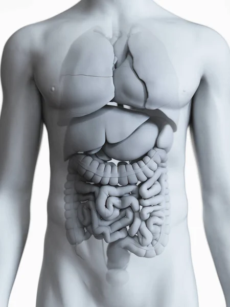 白い背景で目に見える臓器で男性の体のシルエットの解剖学的イラスト — ストック写真