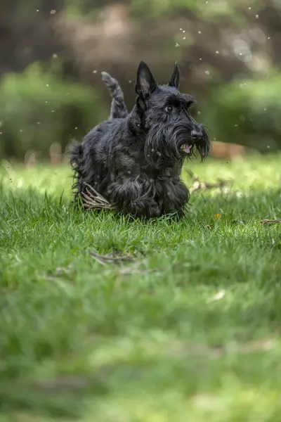 Active Scottish Terrier Pedigree Dog Playing Outdoors Green Grass — Stock Photo, Image