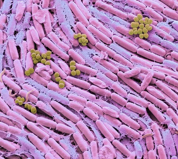 우유의 문화에서 박테리아의 현미경 — 스톡 사진