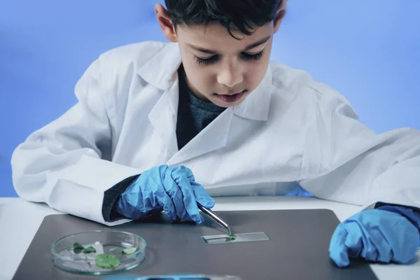 Schoolboy Sätta Löv Mikroskop Glida Skolan Laboratorium — Stockfoto