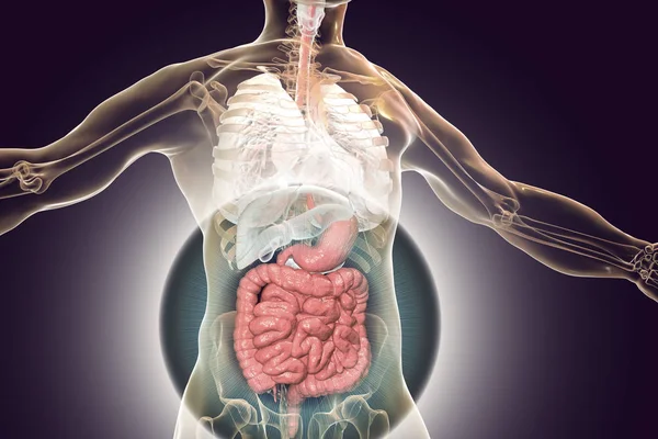 Menselijk Lichaam Anatomie Met Gemarkeerde Spijsvertering Digitale Illustratie — Stockfoto