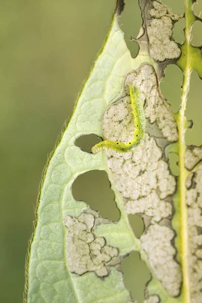 ハニーサックルの葉に餌を与える銀Y蛾の毛虫 — ストック写真