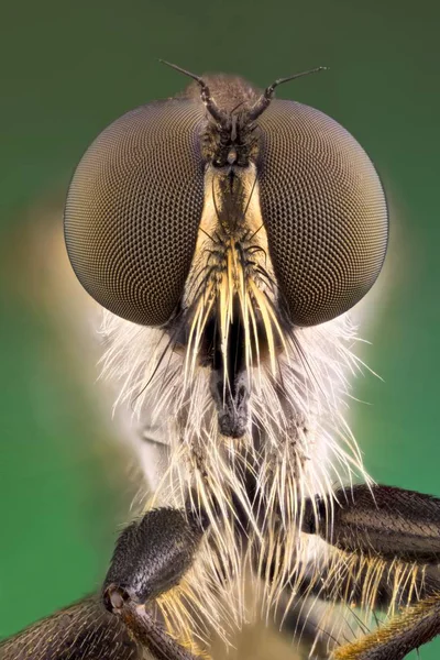 Nahaufnahme Eines Raubtierkopfes Frontales Entomologisches Porträt — Stockfoto