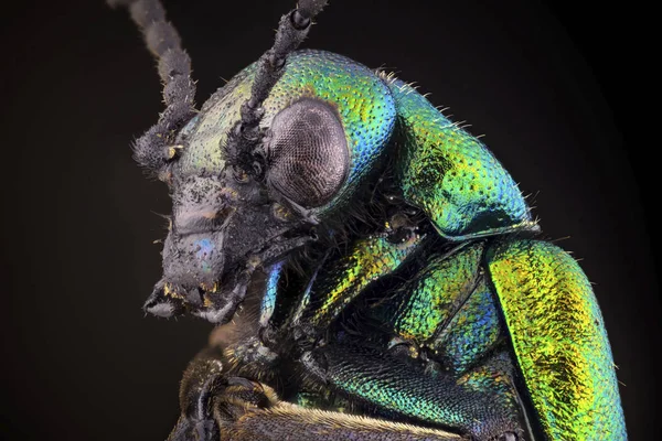 黑色背景上亮绿色水泡甲虫肖像的特写 — 图库照片