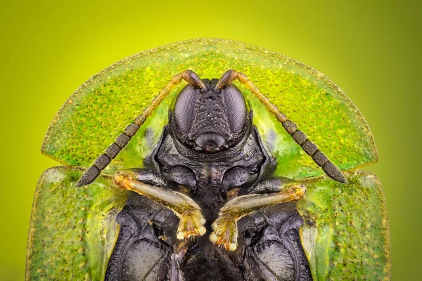 Primer Plano Del Retrato Frontal Del Escarabajo Tortuga — Foto de Stock