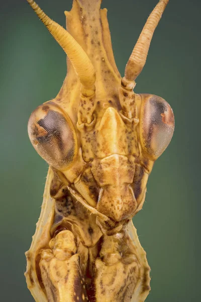 Praying Mantis Portrait Exo Skeleton Detail — Stock Photo, Image