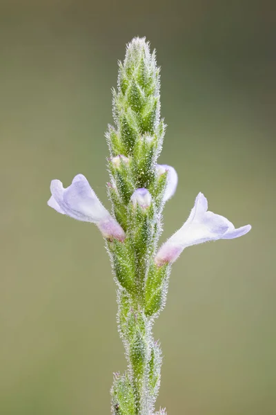 Close Van Verbena Wildflower Bloeien Buitenshuis — Stockfoto