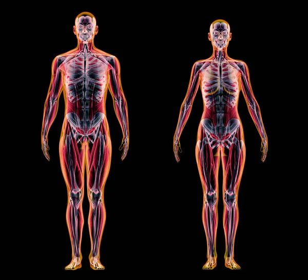 Чоловічі Жіночі Язи Скелетні Системи Рентгенівському Ефекті Чорному Тлі — стокове фото