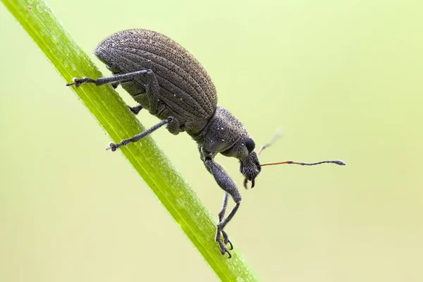 Breed Nosed Weevil Groene Gras Blade — Stockfoto