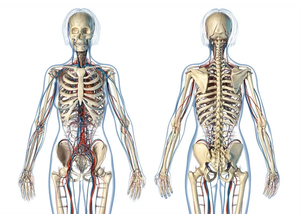 Vrouwelijke Anatomie Cardiovasculaire Systeem Met Skelet Witte Achtergrond — Stockfoto