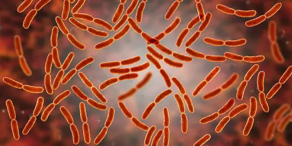 Lactobacillus Bacteria Human Small Intestine Microbiome Digital Illustration — Stock Photo, Image