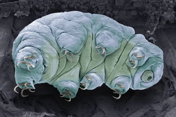 Barevný Skenovací Elektronový Mikrograf Medvěda Tardigrádní Vody — Stock fotografie