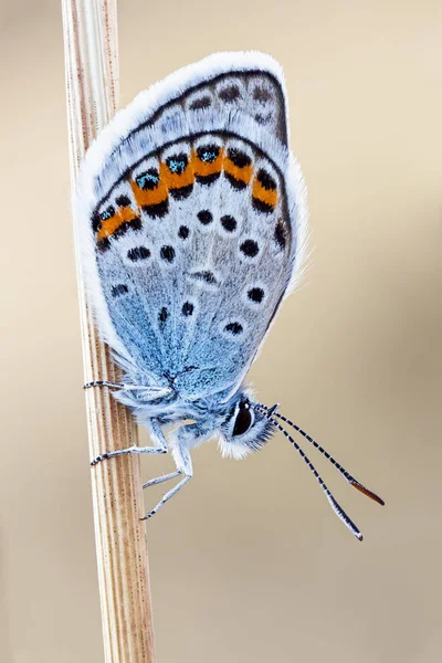 Крупный План Голубой Бабочки Идаса Тонкой Ветке — стоковое фото