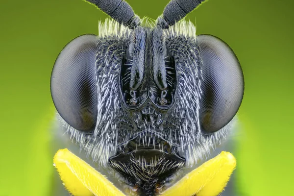 Parasitic Wasp Eyes Antennas Frontal Portrait — Stock Photo, Image